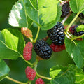 Fruit-Mulberry-Everbearing #3
