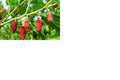 Fruit-Mulberry-Red #7