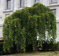 Fruit-Mulberry-White weeping #10