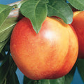 Fruit-Nectarine-Mericrest #10