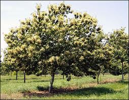 Fruit-Nut-Chestnut-Chinese #7