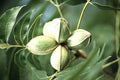 Fruit-Nut-Pecan #3