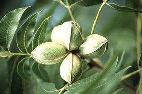 Fruit-Nut-Pecan #3