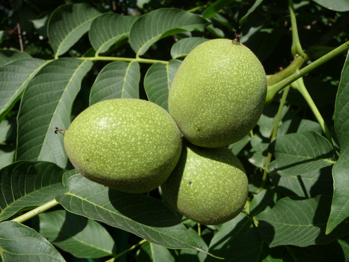 Fruit-Nut-Walnut Black #1
