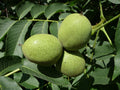 Fruit-Nut-Walnut-Black #3