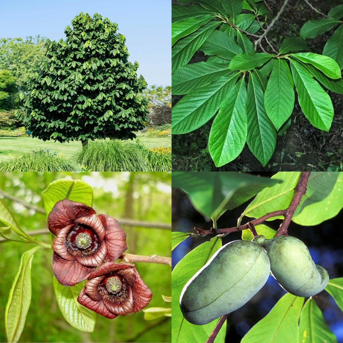 Fruit-Paw Paw-Select varieties #5
