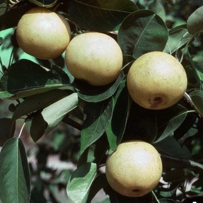 Fruit-Pear-20th Century Asian dwf #7