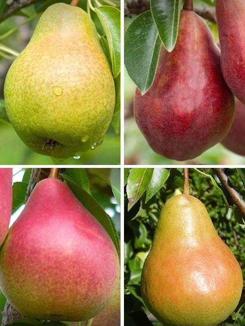 Fruit-Pear-4-n-1 combo #7