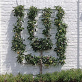 Fruit-Pear-espalier Asian 2 tier #15