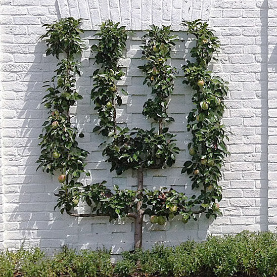 Fruit-Pear-espalier Asian 2 tier #15