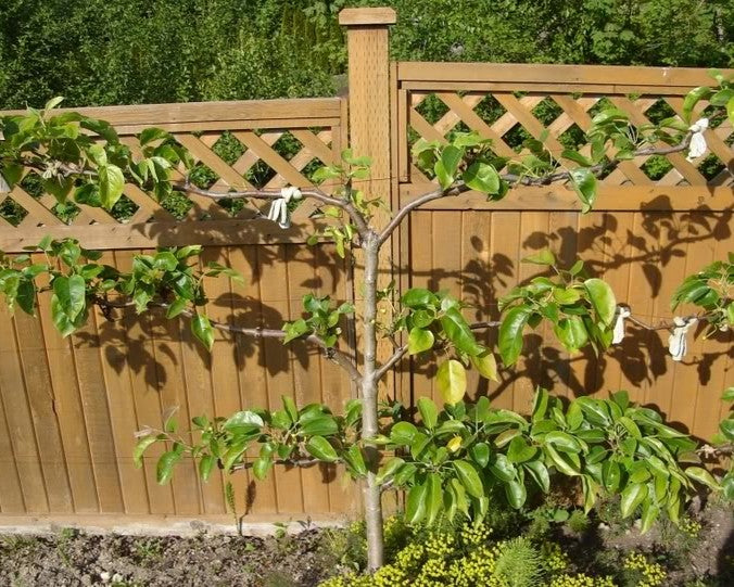 Fruit-Pear-espalier Asian 3 tier #15