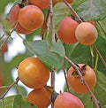 Fruit-Persimmon-Early Golden #3