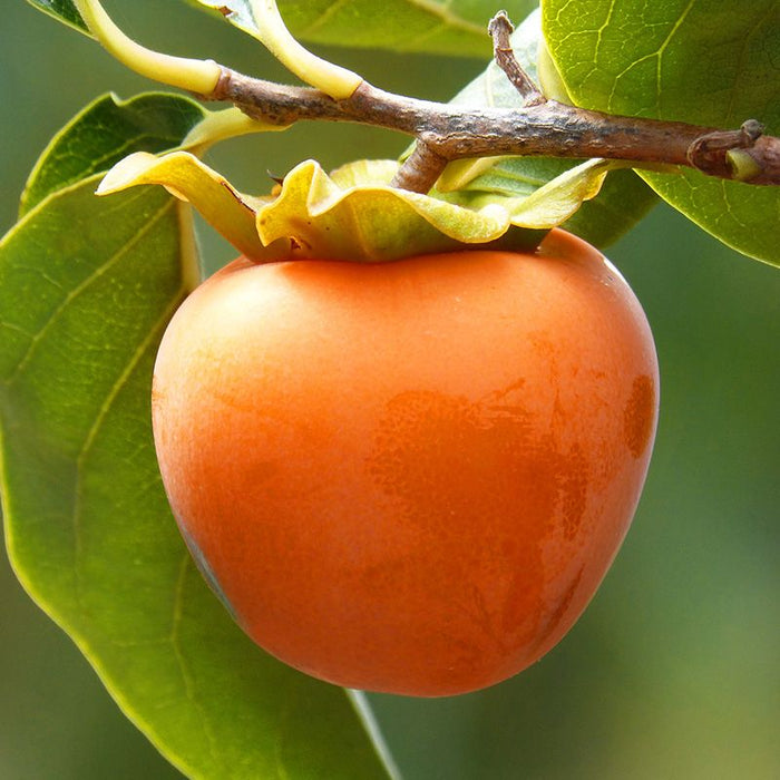 Fruit-Persimmon-Hachiya #7