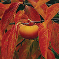 Fruit-Persimmon-Meader #3