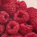 Fruit-Raspberry-Latham #1