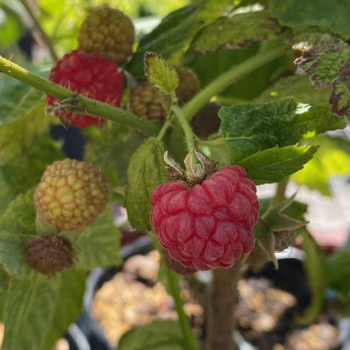 Fruit-Raspberry-Souris #1