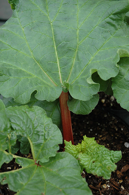Fruit-Rhubarb-Crimson Cherry #2