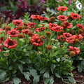 Gaillardia Spintop Red 1 qt
