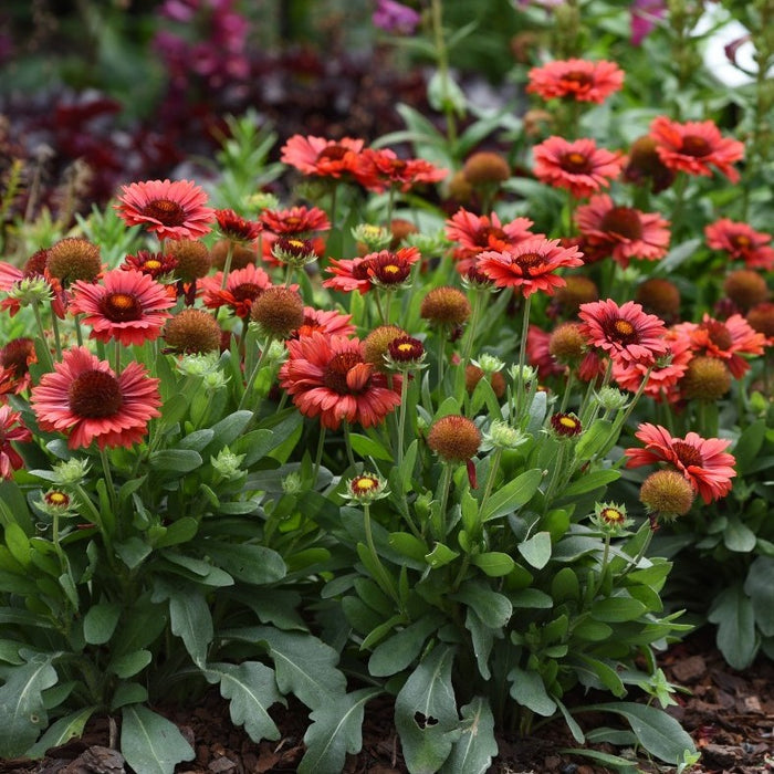 Gaillardia Spintop Red 1 qt