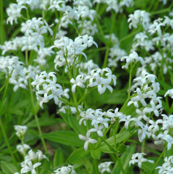 Galium odoratum #1