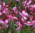 Gaura Siskiyou Pink #1