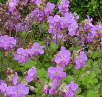 Geranium Karmina (Biokovo Karmina) #1