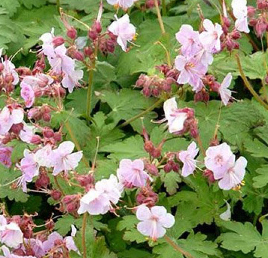 Geranium mac Ingwersen's Variety #1