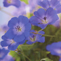 Geranium Rozanne #1