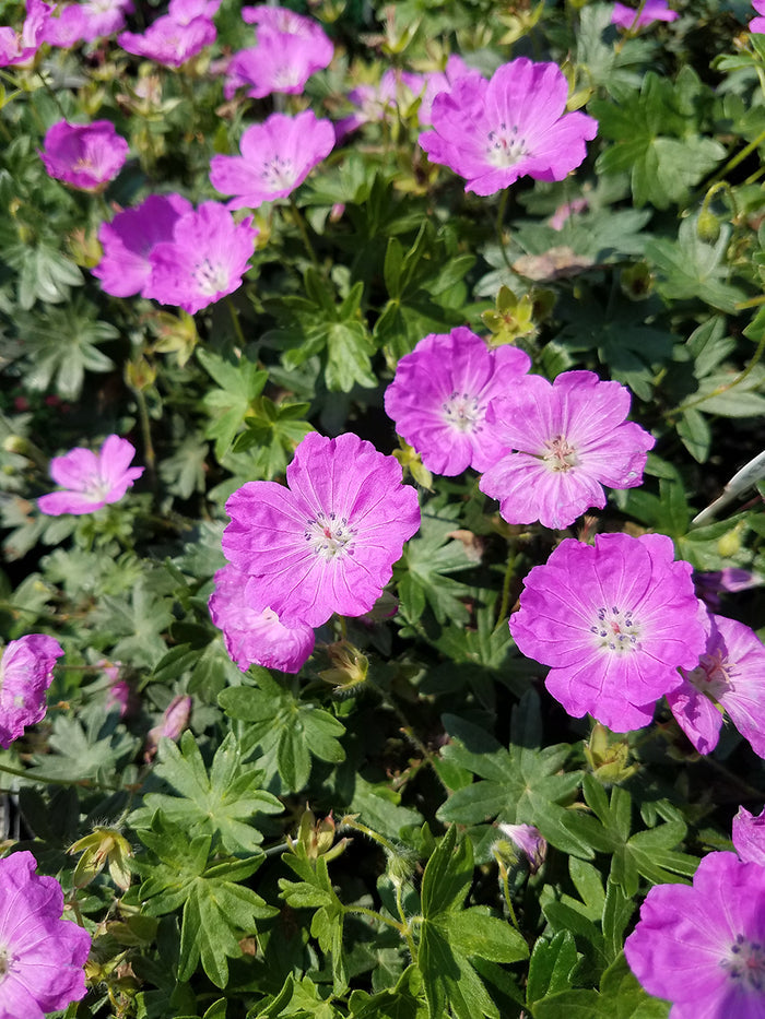 Geranium sang Max Frei #1