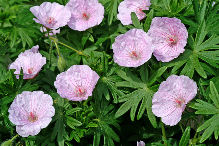 Geranium sang striatum #1