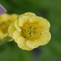 Geum Banana Daiquiri #1