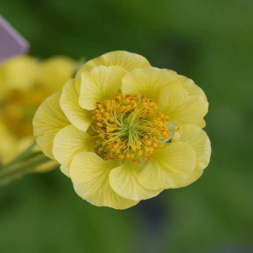 Geum Banana Daiquiri #1