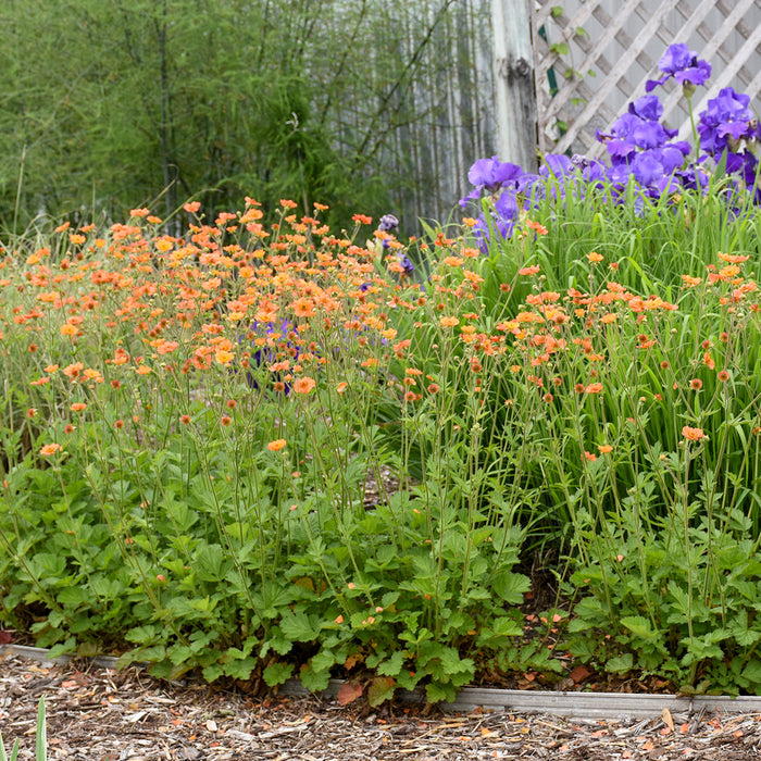 Geum Totally Tangerine #1
