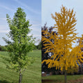 Ginkgo b Elmwood 5'