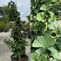Ginkgo b Everton Broom #1