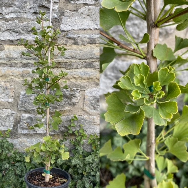 Ginkgo b Folkert's Select #6