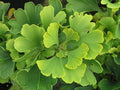Ginkgo b Mariken #3