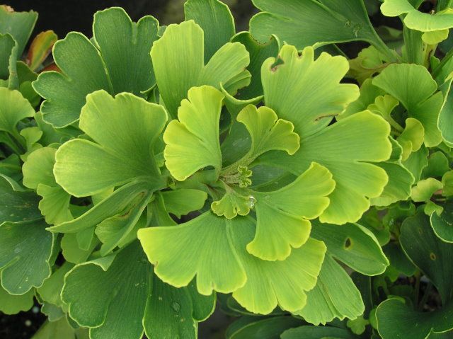Ginkgo b Mariken #3