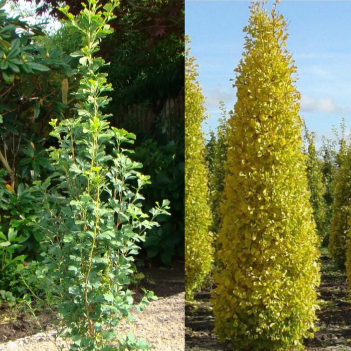 Ginkgo b Skinny Fit #7 TF