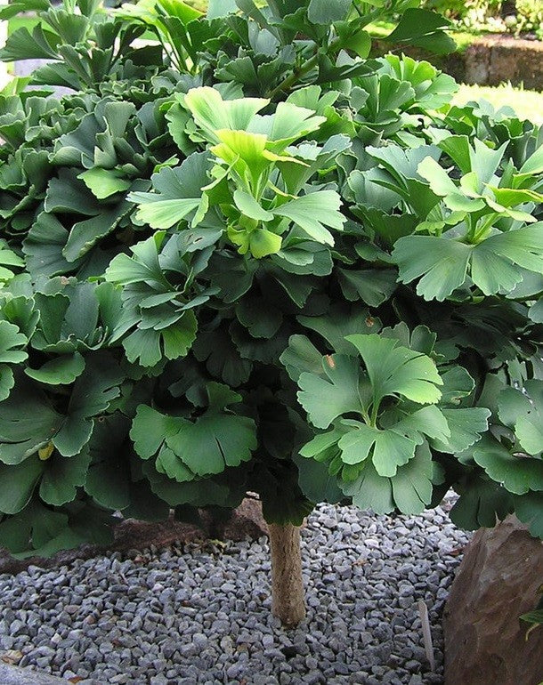 Ginkgo b Troll #7 std