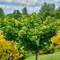 Ginkgo b Umbrella std #7