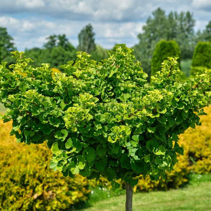 Ginkgo b Umbrella std #7