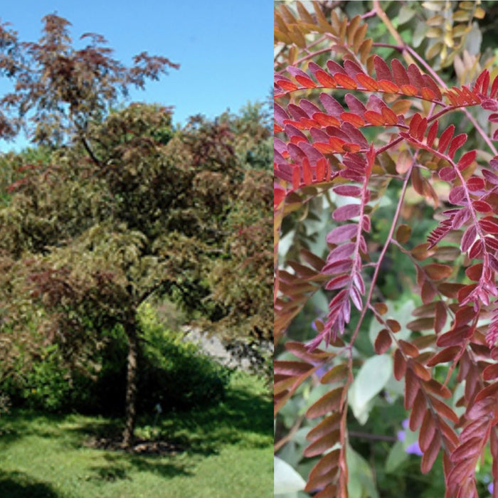 Gleditsia t Ruby Lace #15