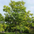 Gymnocladus dioicus #3