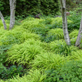 Hakonechloa m All Gold #1