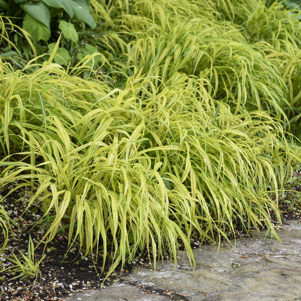 Hakonechloa m aureola  #1