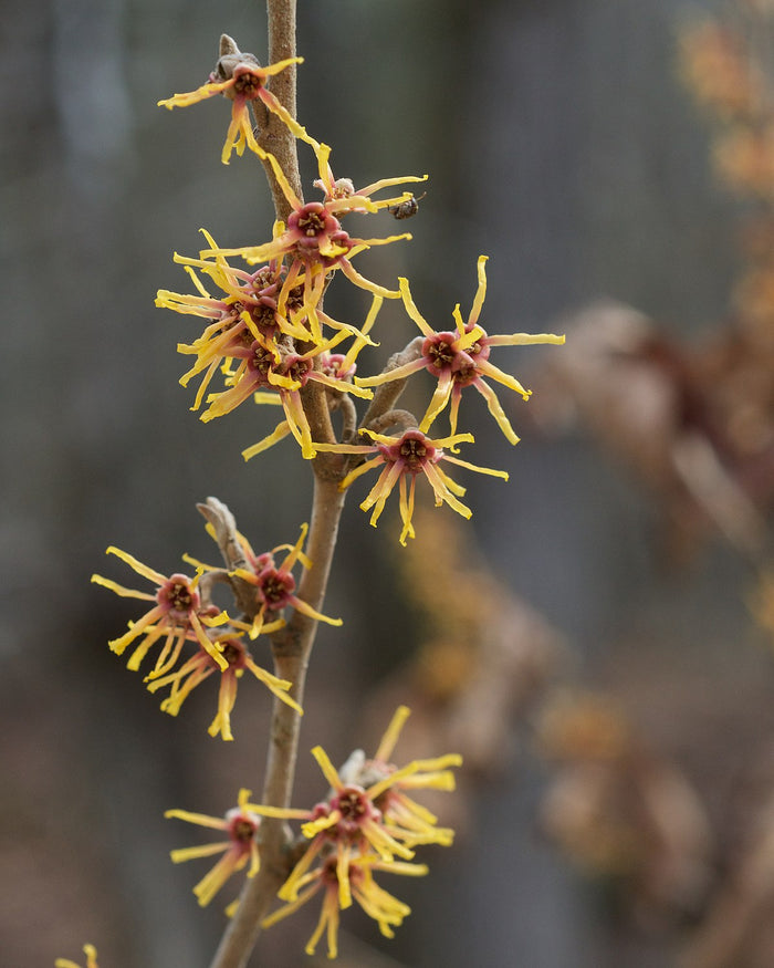 Hamamelis vernalis #7