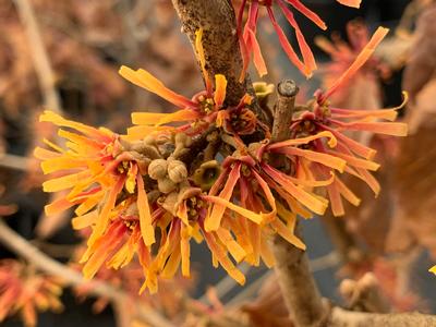Hamamelis vernalis Beholden #3