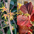 Hamamelis vernalis Golden Eclipse #2