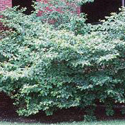 Hamamelis virginiana #3
